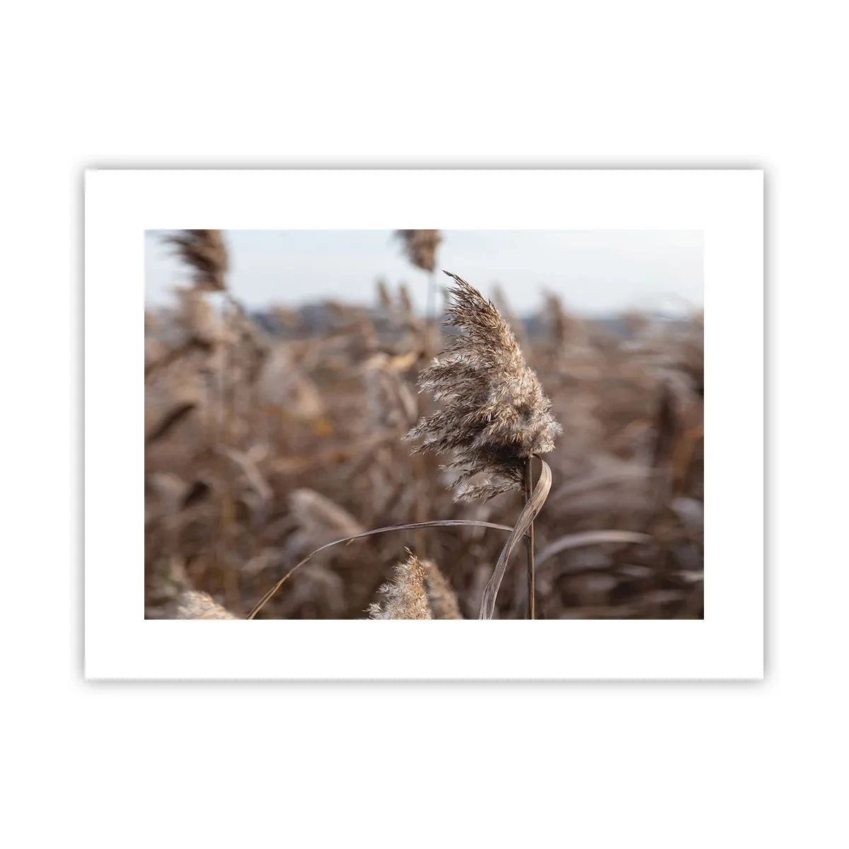 Plakat - Czas odlecieć z wiatrem - 40x30 cm