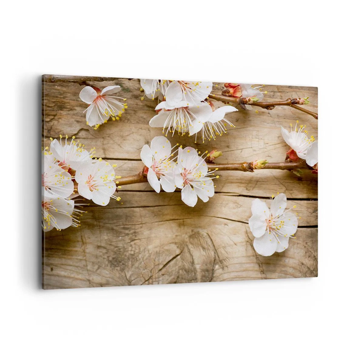 Obraz na płótnie - Gałązki kwitnącej wiśni na tle drewnianej deski - 100x70cm - I stała się wiosna - Nowoczesna dekoracja ścienna do salonu, kuchni i sypialni ARTTOR