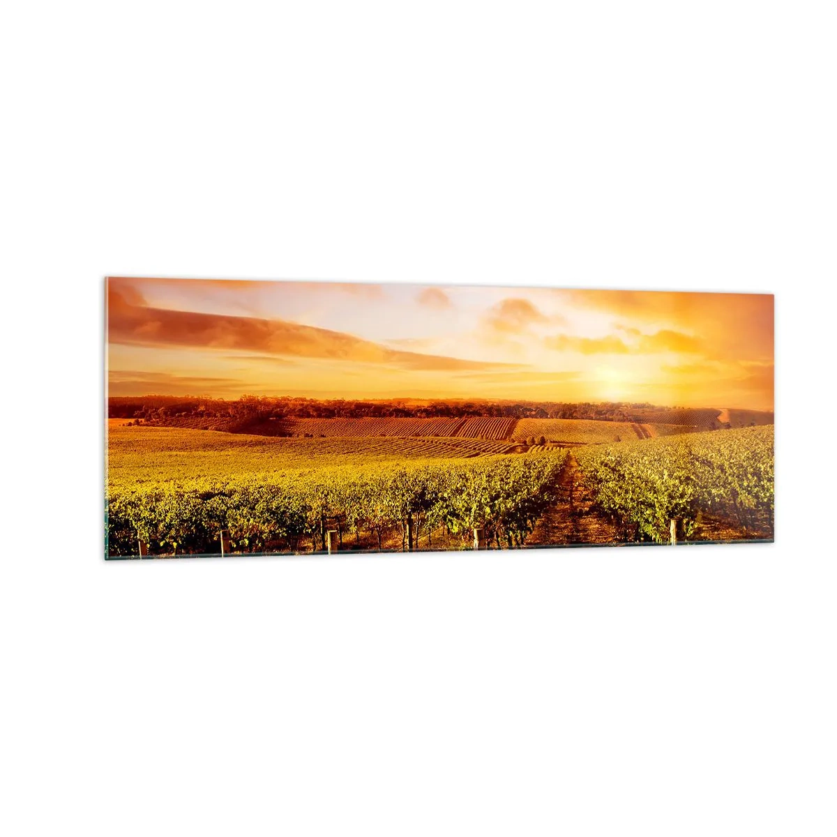 Obraz na szkle - Winnica o zachodzie słońca z ciepłymi odcieniami nieba - 140x50cm - Delikatnie owocowe z nutą słońca - Nowoczesna dekoracja ścienna do salonu i sypialni ARTTOR