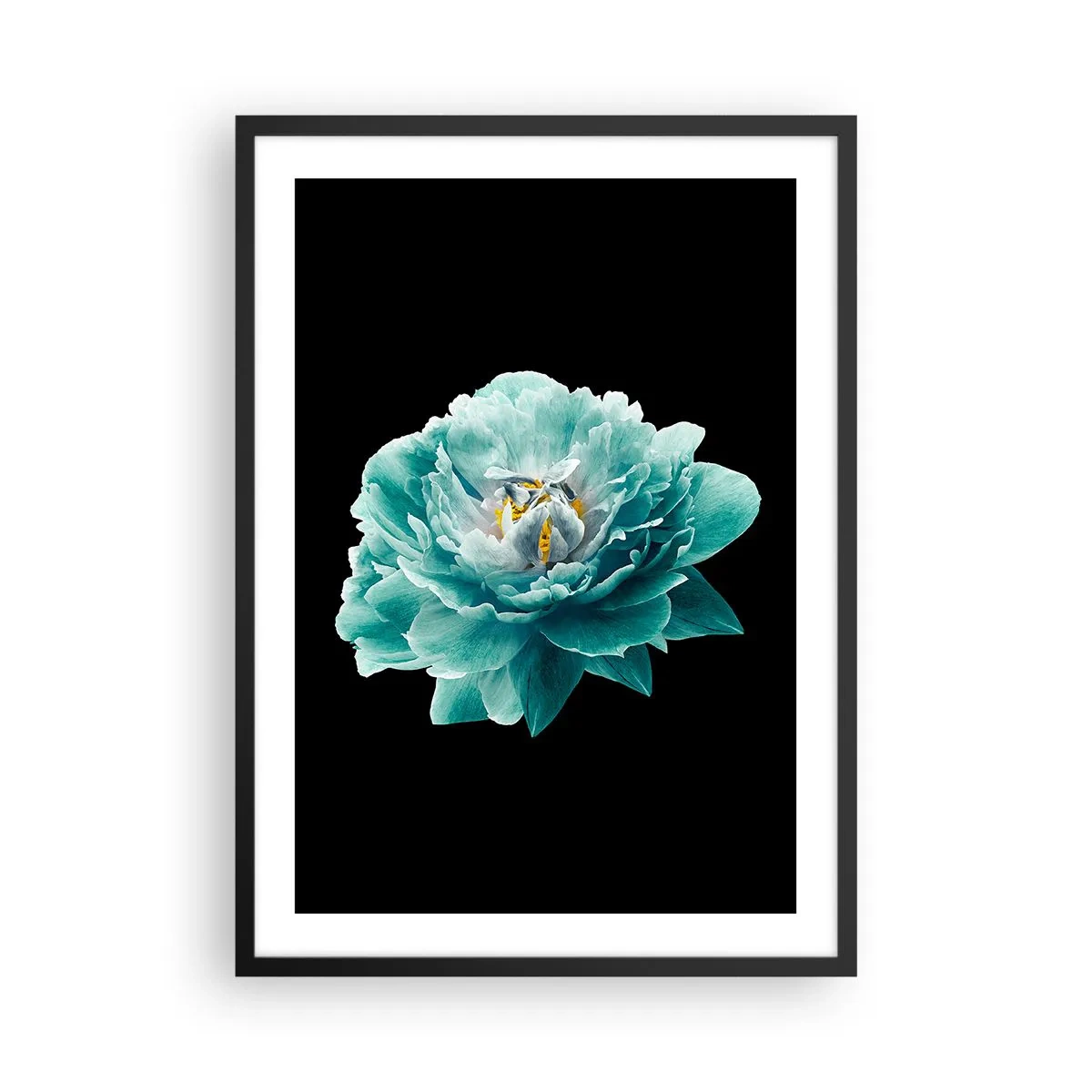 Plakat w czarnej ramie - Turkusowy kwiat z pszczołą na czarnym tle - 50x70cm - Płatki błękitne i złote - Nowoczesna dekoracja ścienna do salonu i sypialni ARTTOR