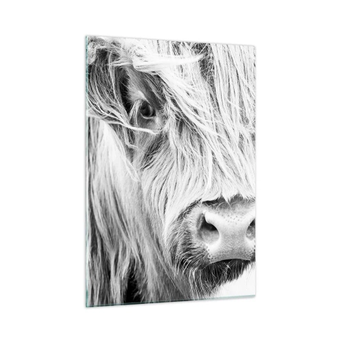 Obraz na szkle - Zbliżenie długowłosego szkockiego bydła w czerni i bieli - 50x70cm - Szkocka dzikość - Nowoczesna dekoracja ścienna do salonu, kuchni i sypialni ARTTOR