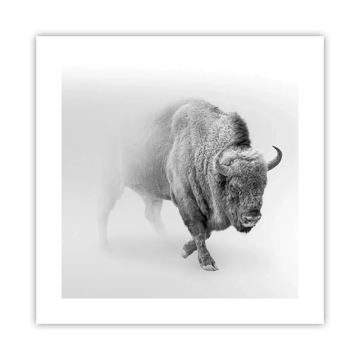 Plakat - Król prerii - 40x40 cm