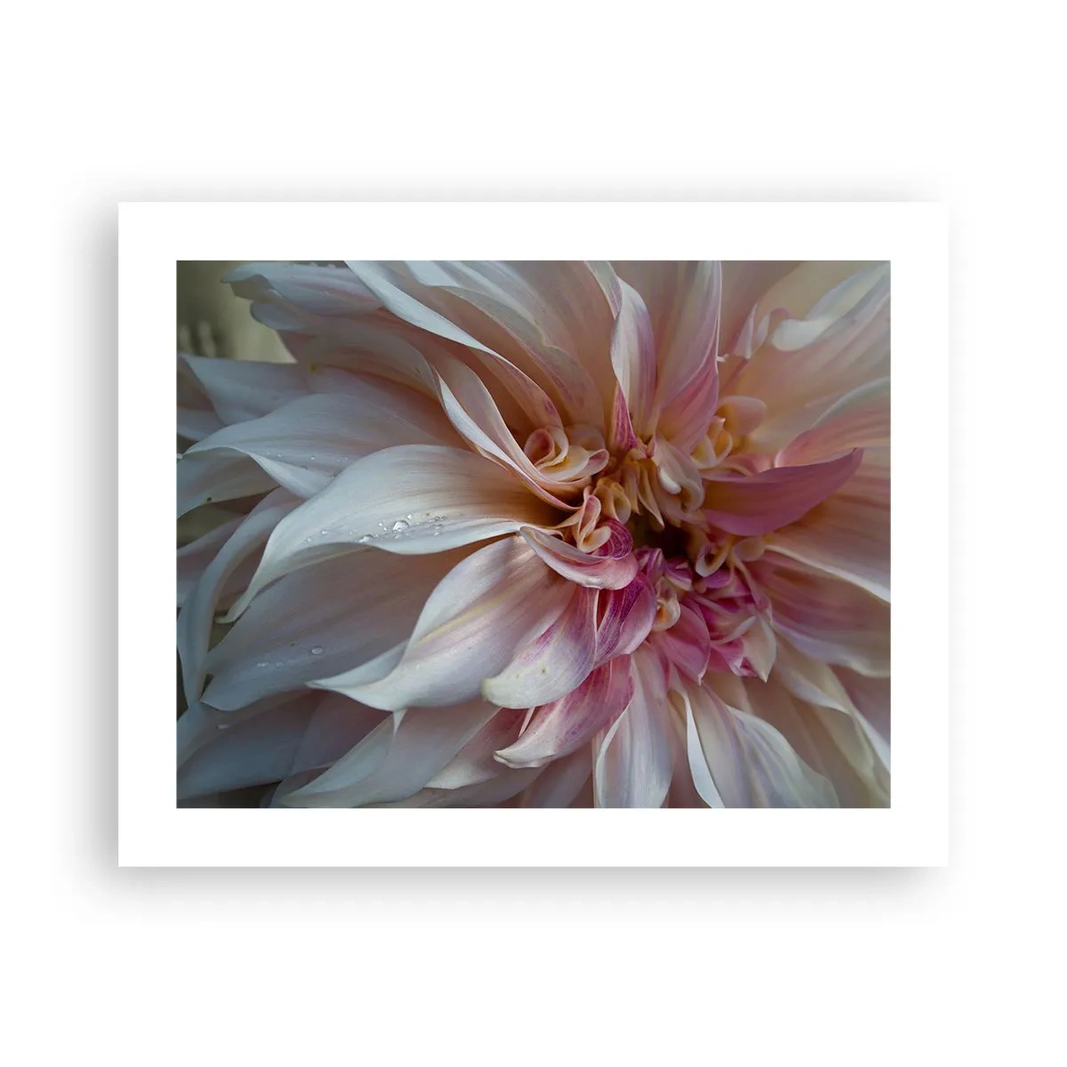 Plakat - Kwitnąca świeżość - 50x40 cm