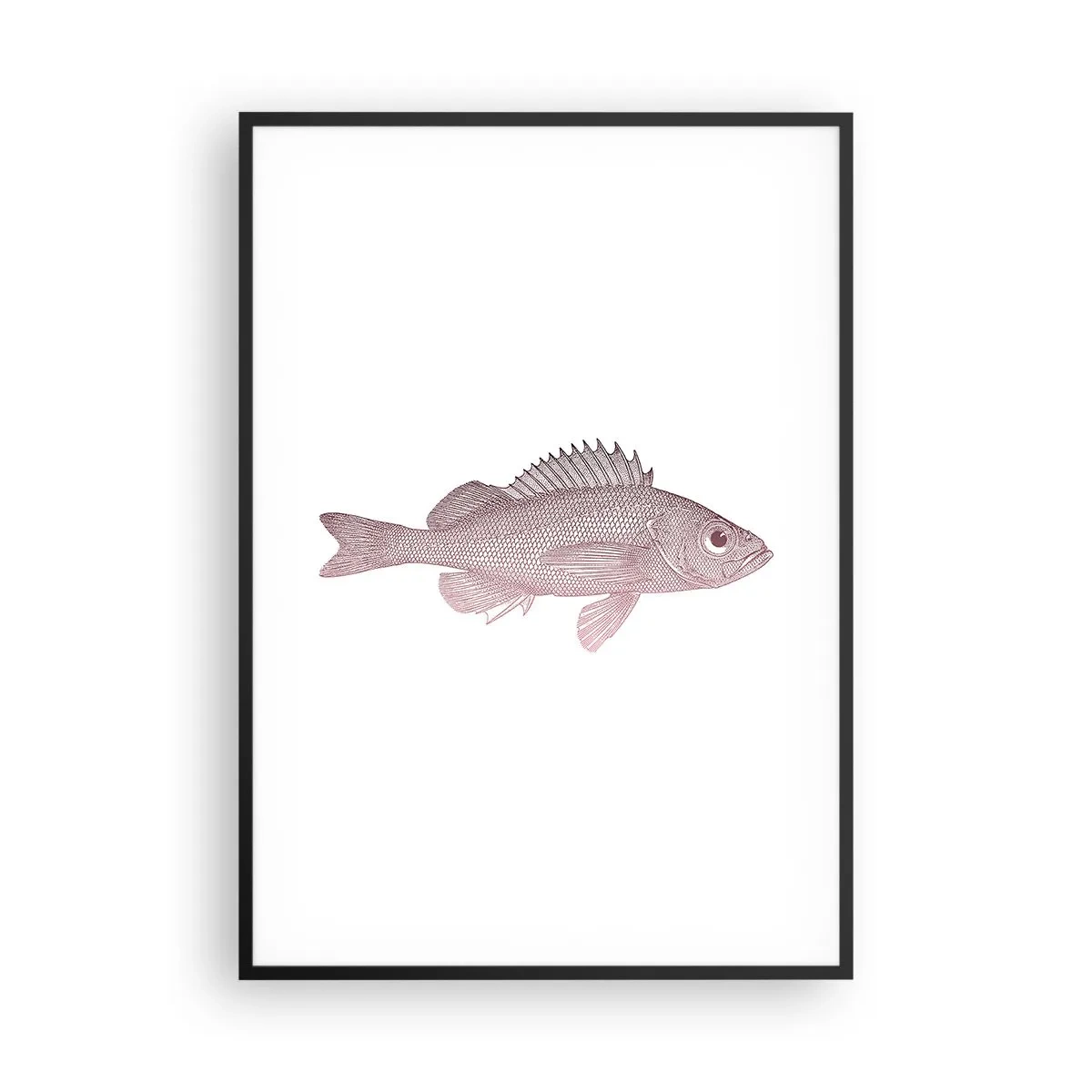 Plakat w czarnej ramie - Ryba wielkooka - 70x100 cm