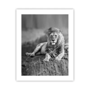 Plakat - Królewska sjesta - 40x50 cm