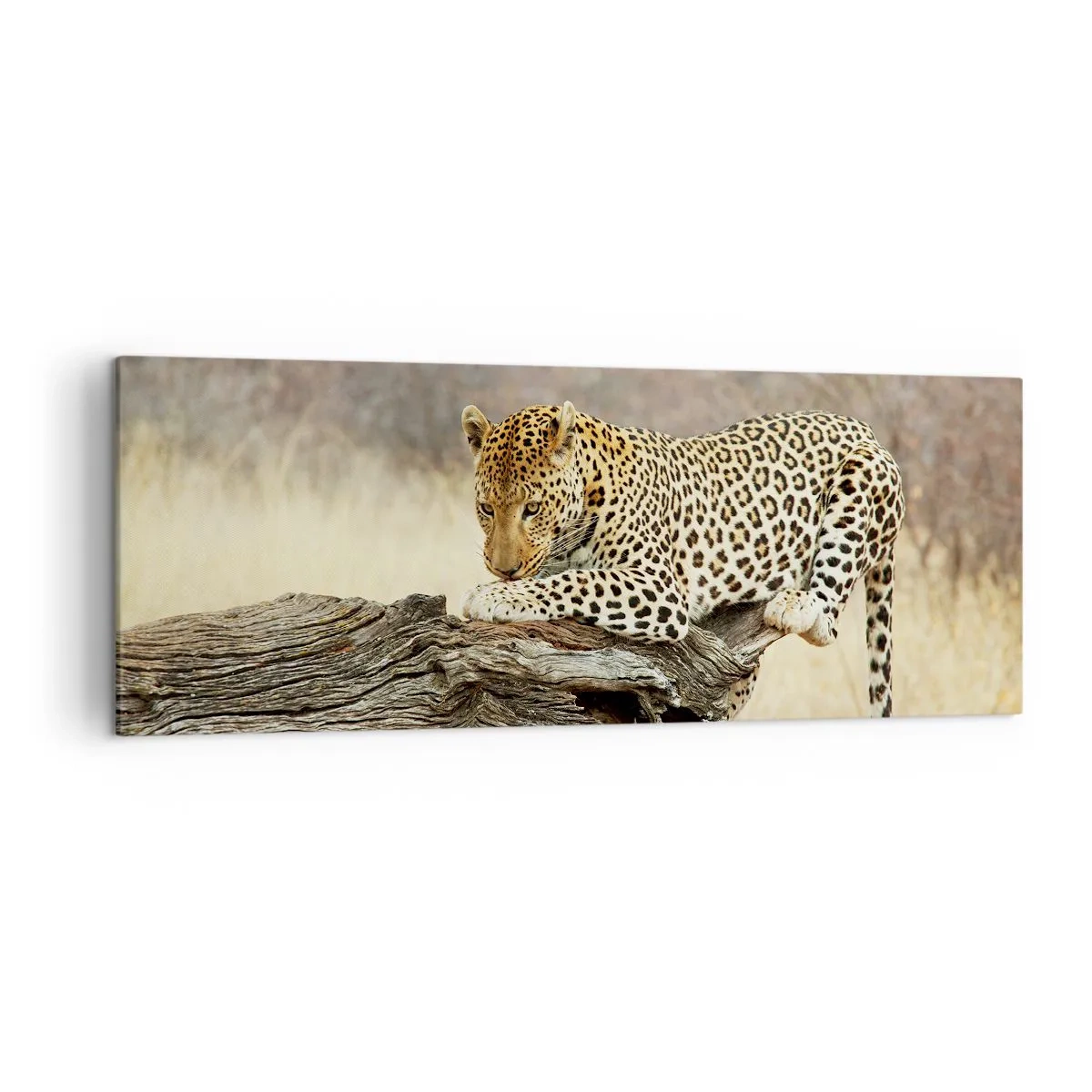 Obraz na płótnie - Leopard odpoczywający na pniu wśród sawanny - 140x50cm - Chadzam własnymi drogami - Nowoczesna dekoracja ścienna do salonu i sypialni ARTTOR