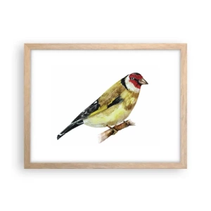 Plakat w ramie jasny dąb - Ptasi portret - 40x30 cm
