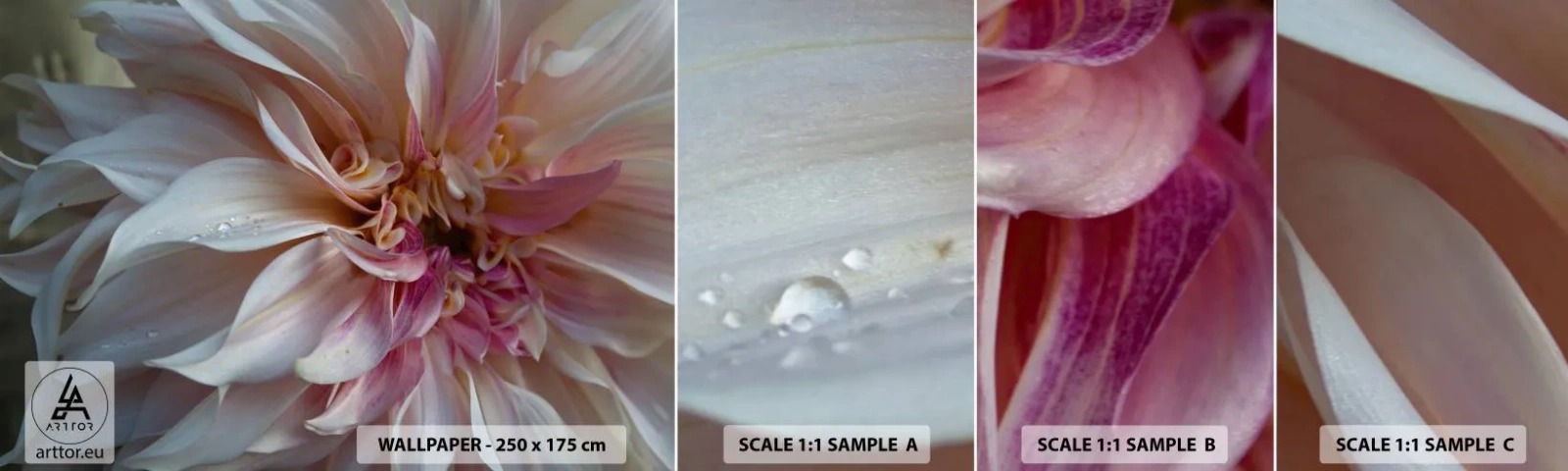 Fototapeta Próbka Standard Eco - Kwitnąca świeżość - Kwiat, Dalia, Roślina - 100x30 cm