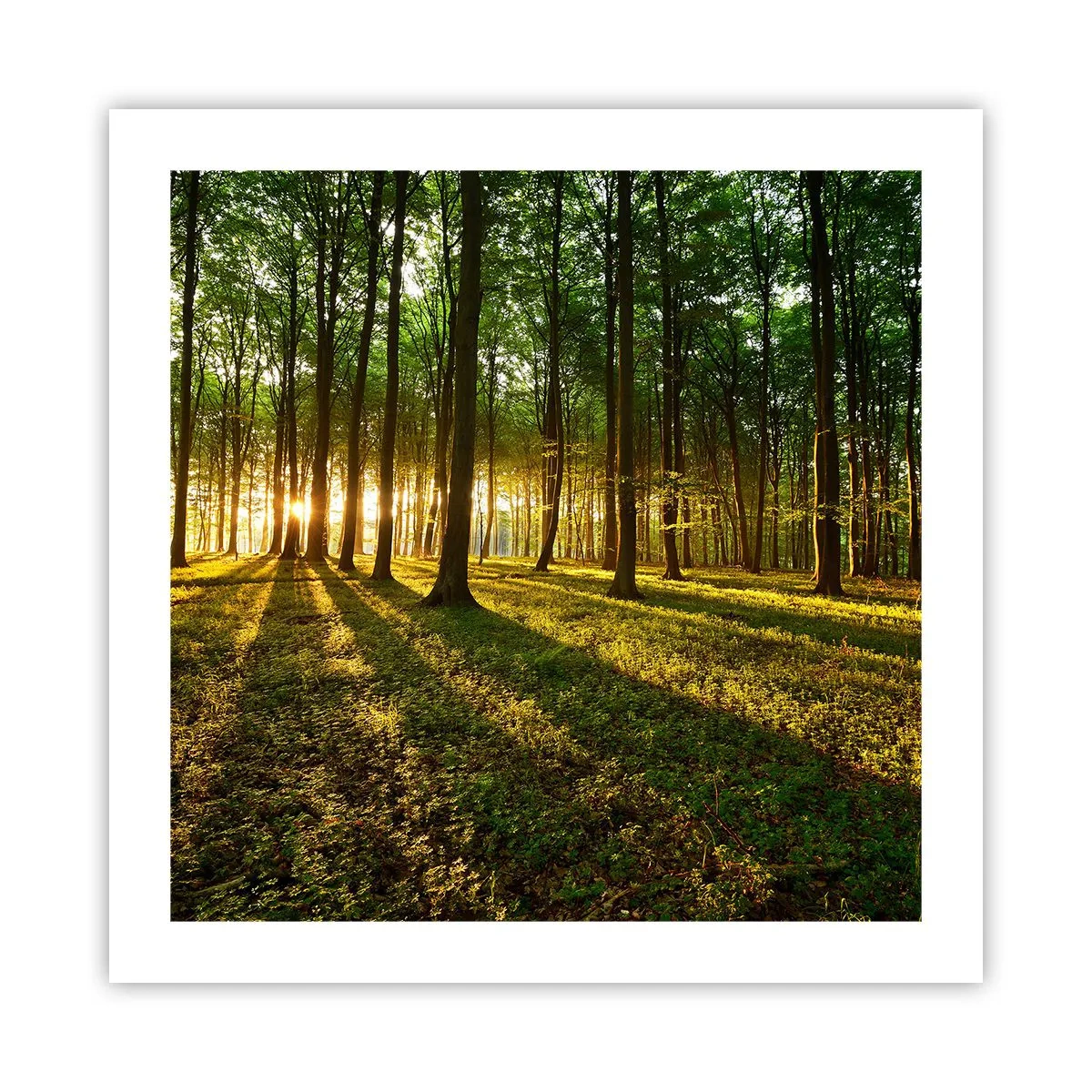 Plakat - Fotografia wszystkich wiosen - 50x50 cm