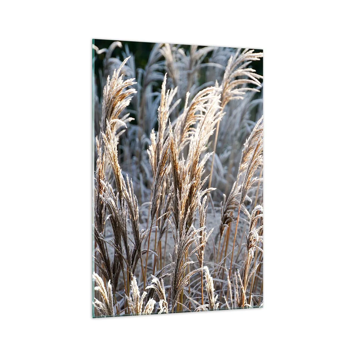 Obraz na szkle - Zimowe źdźbła traw pokryte szronem na tle ciemnej zieleni - 70x100cm - Szronem ustrojone - Nowoczesna dekoracja ścienna do salonu i sypialni ARTTOR
