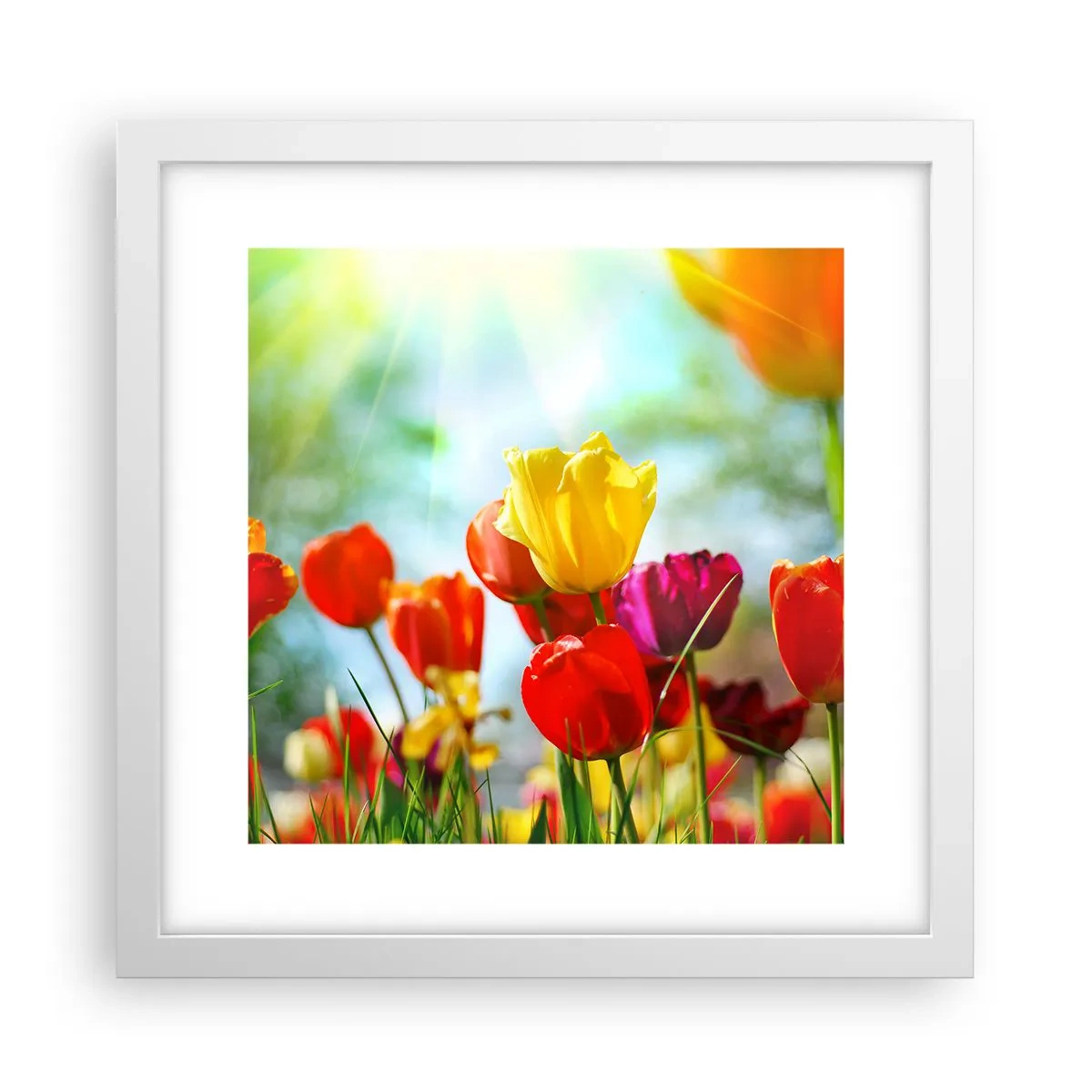 Plakat w białej ramie - Wszystkie barwy słońca - 30x30 cm
