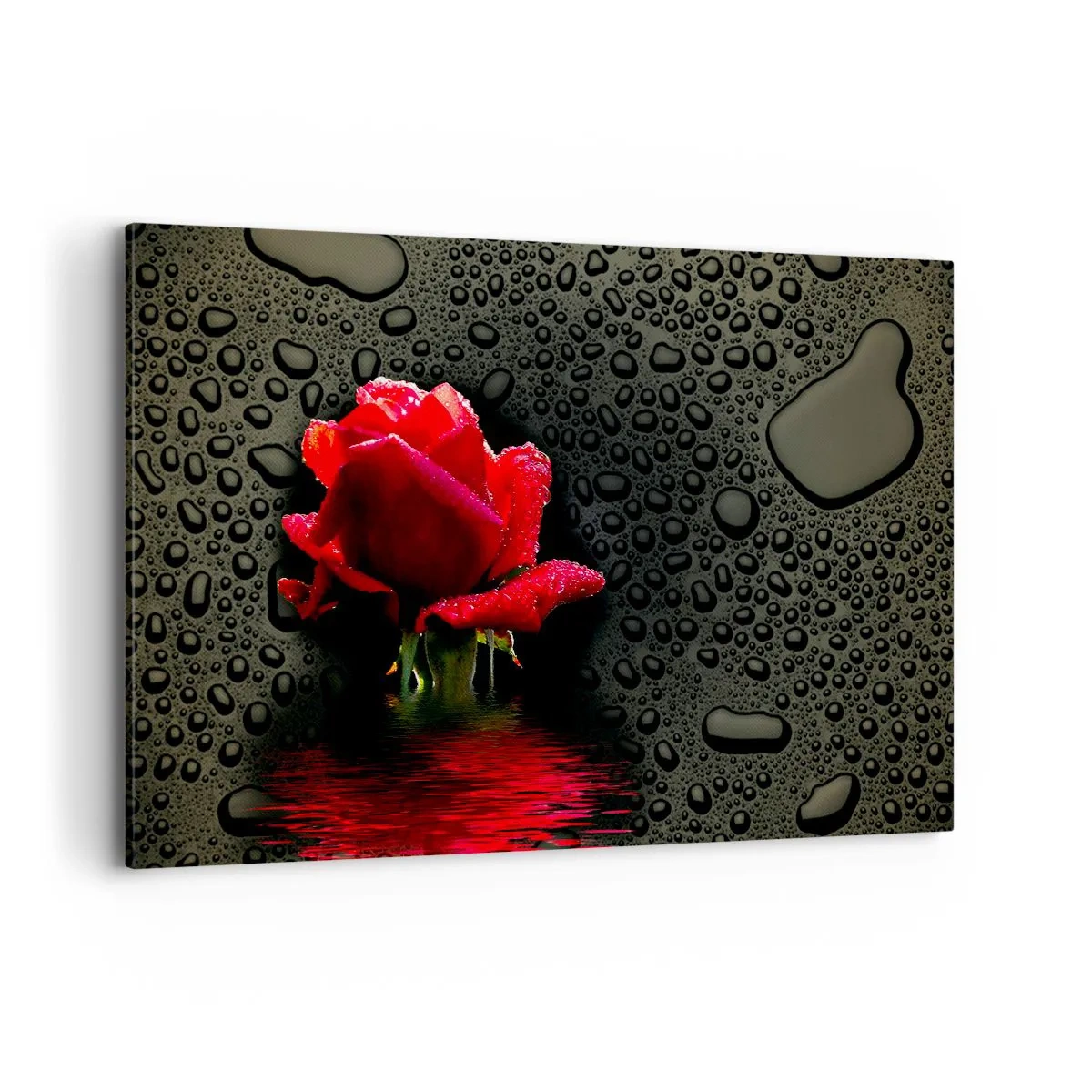 Obraz na płótnie - Czerwona róża z kroplami wody na tle ciemnym - 120x80cm - Czerwone i czarne - Nowoczesna dekoracja ścienna do salonu, kuchni i sypialni ARTTOR