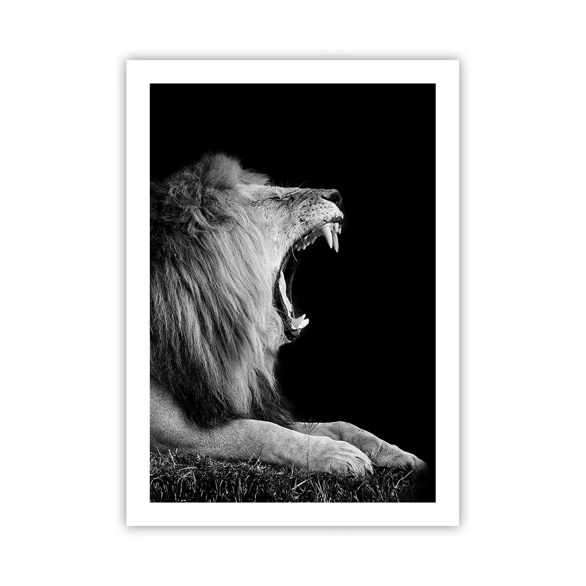 Plakat - Lew ryczący w monochromatycznym ujęciu - 50x70cm - Bez żadnych wątpliwości - Nowoczesna dekoracja ścienna do salonu, kuchni i sypialni ARTTOR