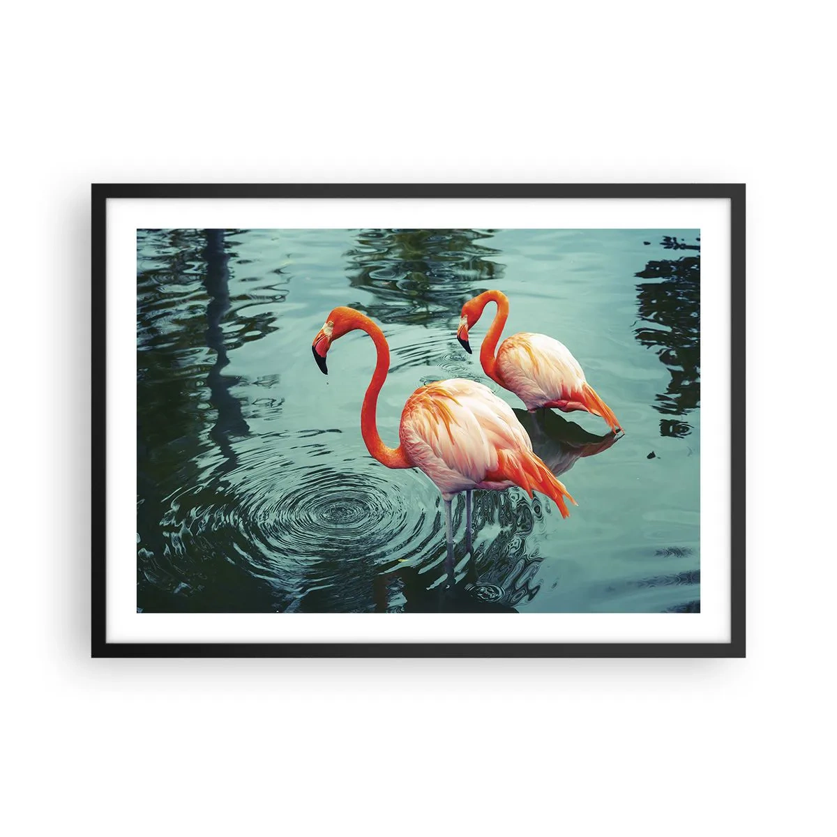 Plakat w czarnej ramie - Dwa flamingi w spokojnej wodzie odbijające otoczenie - 70x50cm - Jesteśmy teraz w modzie - Nowoczesna dekoracja ścienna do salonu i sypialni ARTTOR