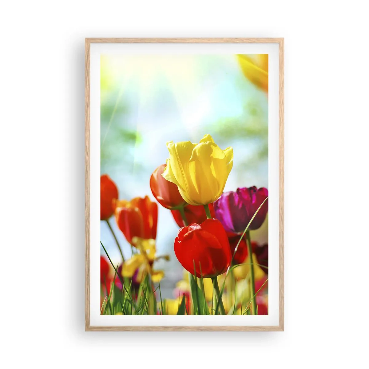 Plakat w ramie jasny dąb - Wszystkie barwy słońca - 61x91 cm