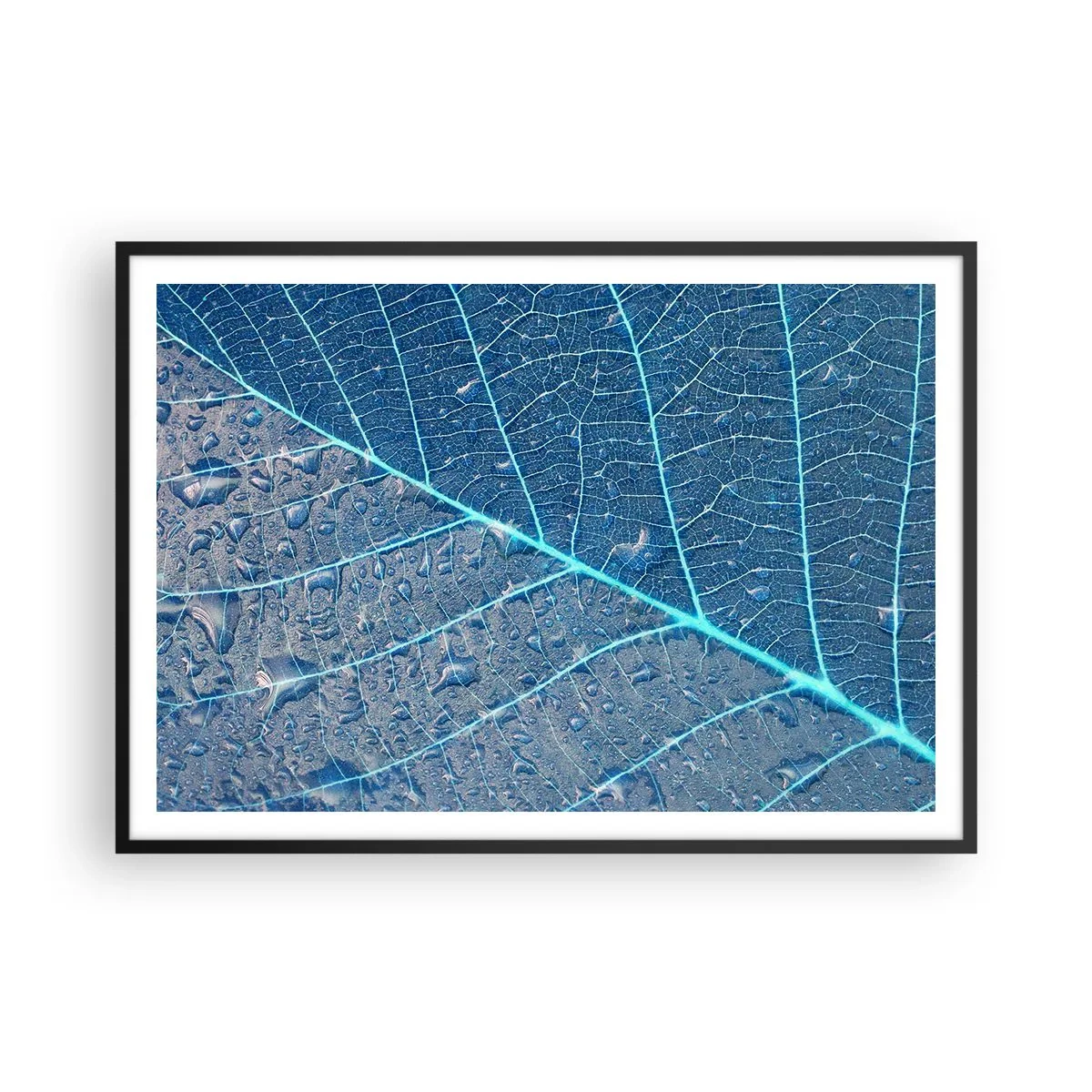 Plakat w czarnej ramie - Liść w błękitnych odcieniach z kroplami wody - 100x70cm - Życie w błękicie - Nowoczesna dekoracja ścienna do salonu i sypialni ARTTOR