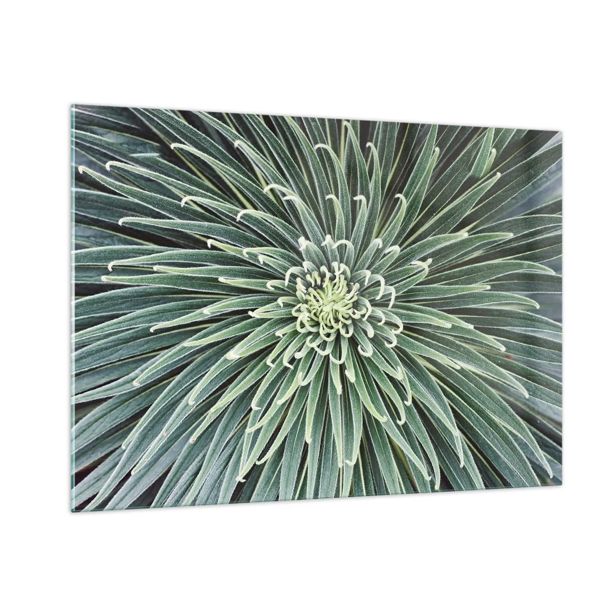 Obraz na szkle - Symetryczna rozeta zielonych liści w makrofotografii - 100x70cm - Narodziny gwiazdy - Nowoczesna dekoracja ścienna do salonu, kuchni i sypialni ARTTOR