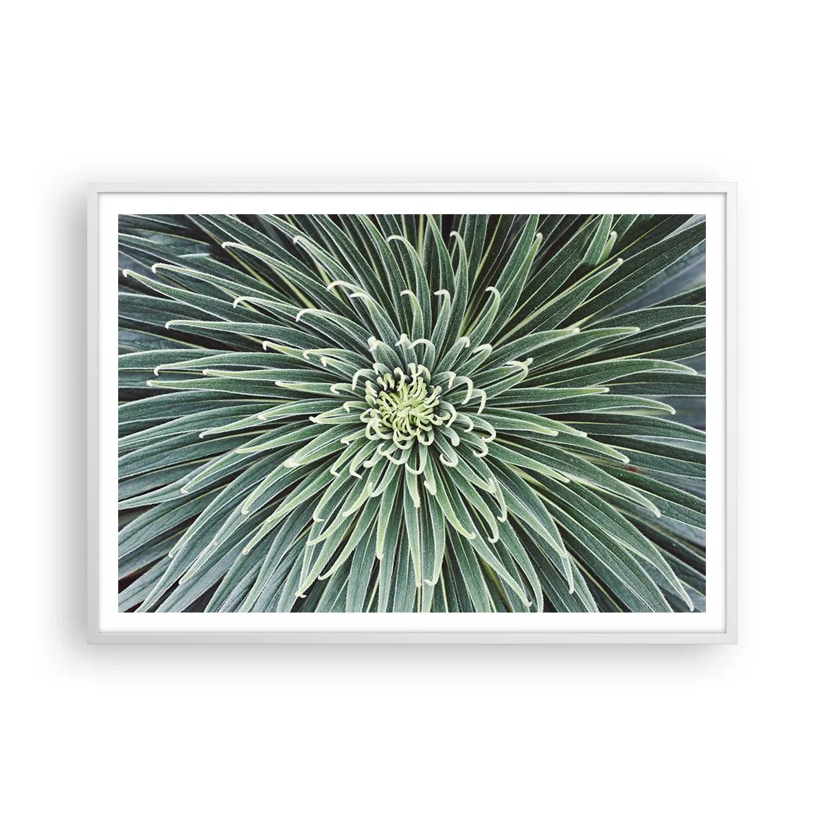 Plakat w białej ramie - Narodziny gwiazdy - 100x70 cm