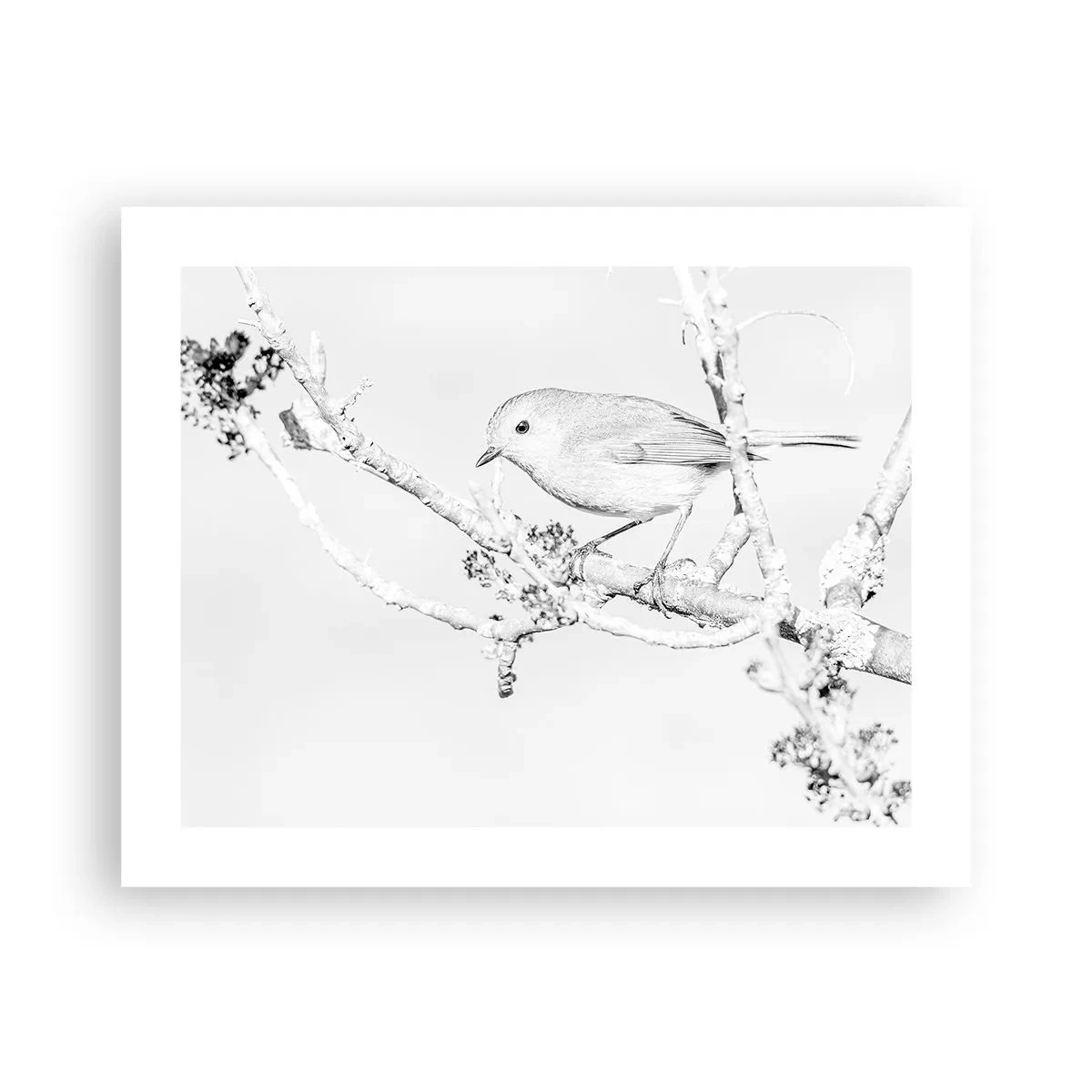 Plakat - Zimowy poranek - 50x40 cm