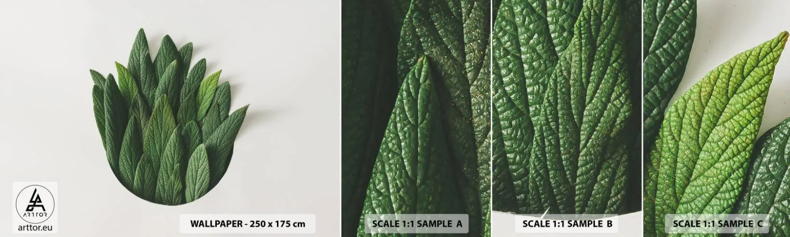 Fototapeta Próbka Samoprzylepna Deluxe Sticker - Nieposkromiona ciekawość - Szałwia, Liść Szałwii, Zioło - 100x30 cm