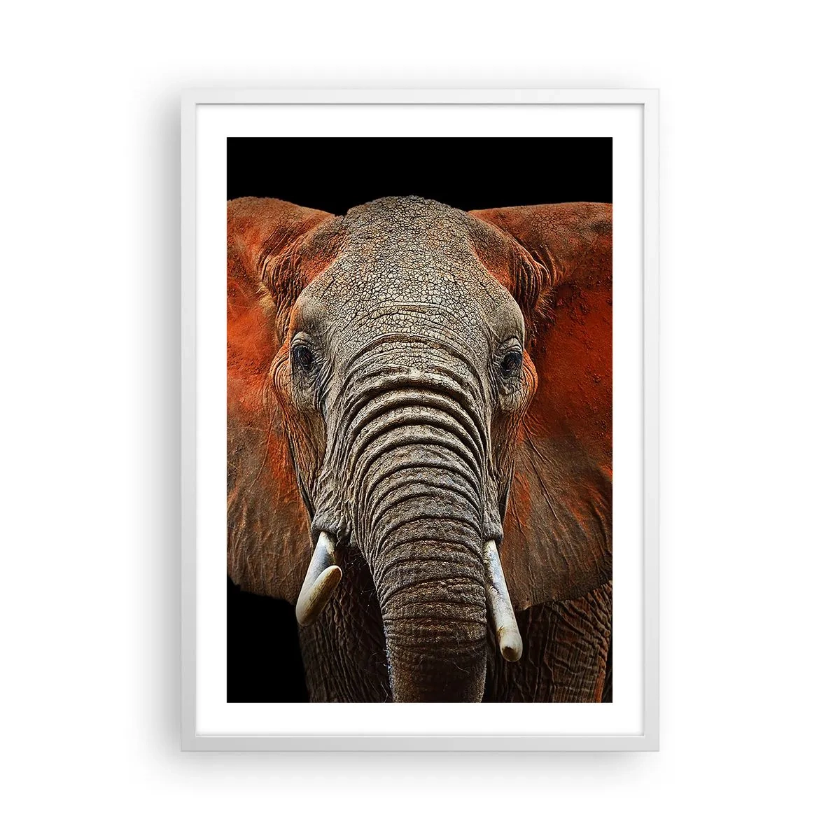 Plakat w białej ramie - Jestem dziki, a ty? - 50x70 cm