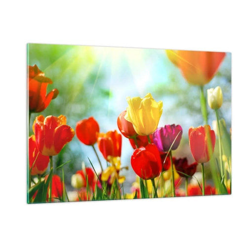 Obraz na szkle - Kolorowe tulipany oświetlone promieniami słońca - 120x80cm - Wszystkie barwy słońca - Nowoczesna dekoracja ścienna do salonu, kuchni i sypialni ARTTOR