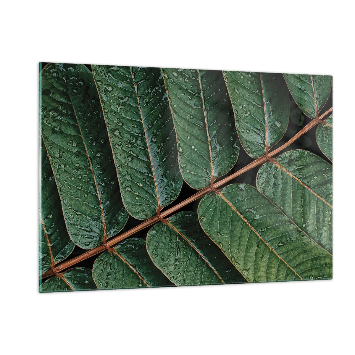 Obraz na szkle - Zbliżenie na zielone liście z kroplami wody - 120x80cm - W zielonym rytmie - Nowoczesna dekoracja ścienna do salonu, kuchni i sypialni ARTTOR
