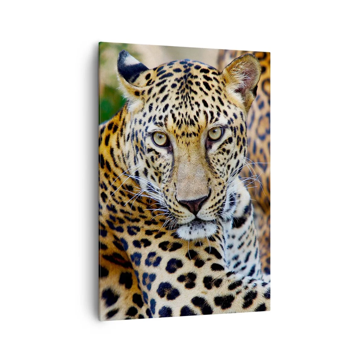 Obraz na płótnie - Jaguar odpoczywający w naturalnym otoczeniu z zielonym tłem. - 70x100cm - Dziki i spokojny - Nowoczesna dekoracja ścienna do salonu i sypialni ARTTOR