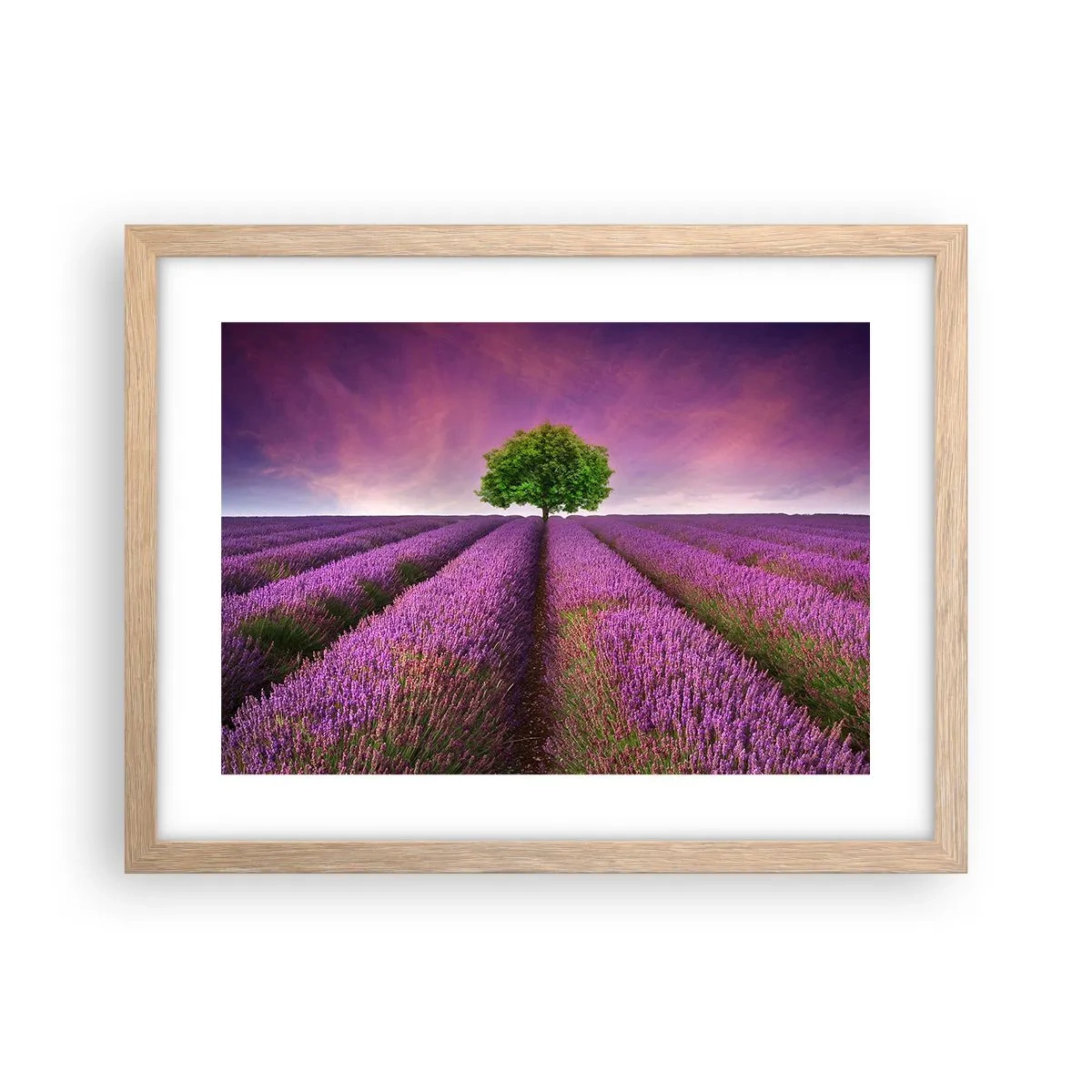 Plakat w ramie jasny dąb - Na lawendowych polach - 40x30 cm