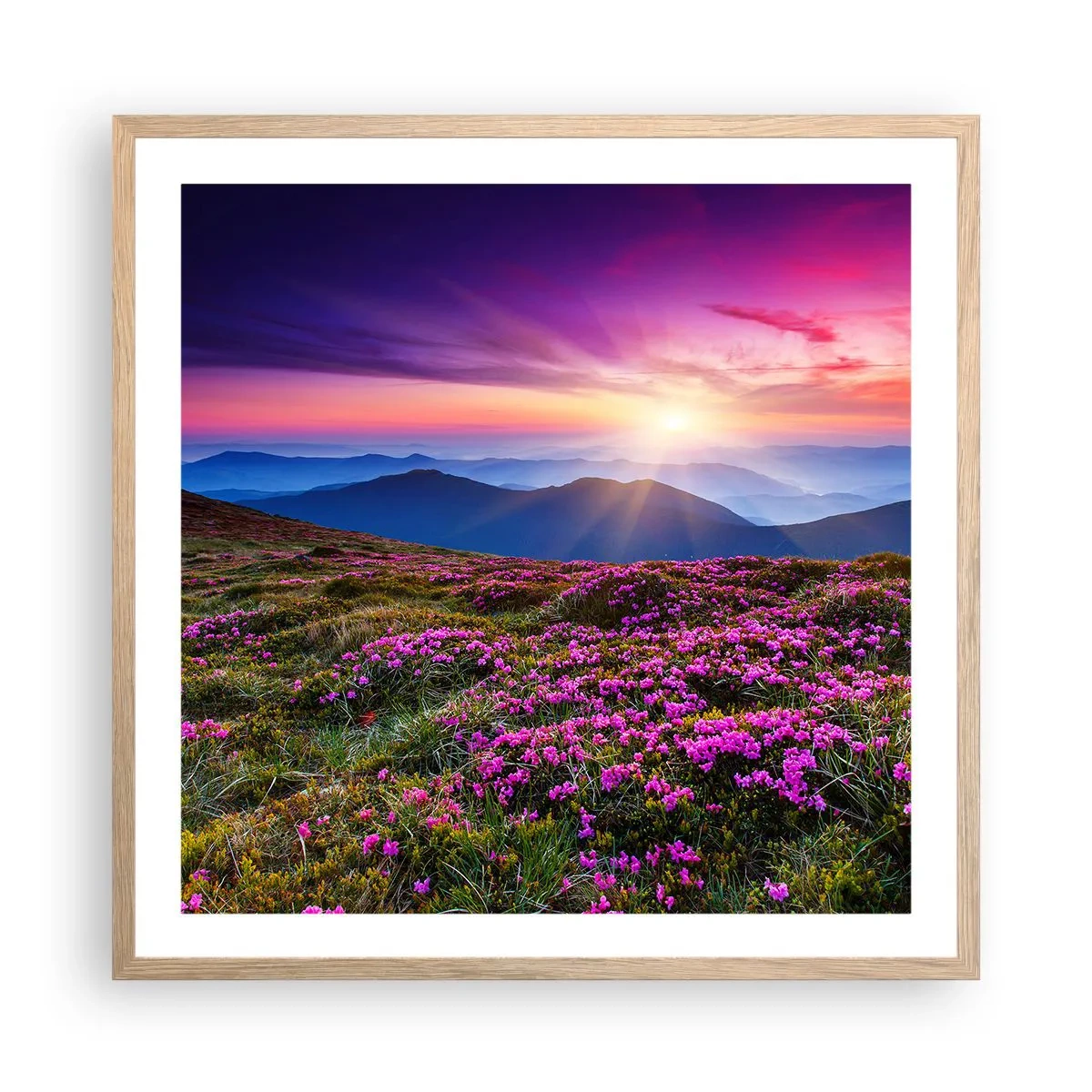 Plakat w ramie jasny dąb - Ziół zapachniały świeże pęki od niw - 60x60 cm