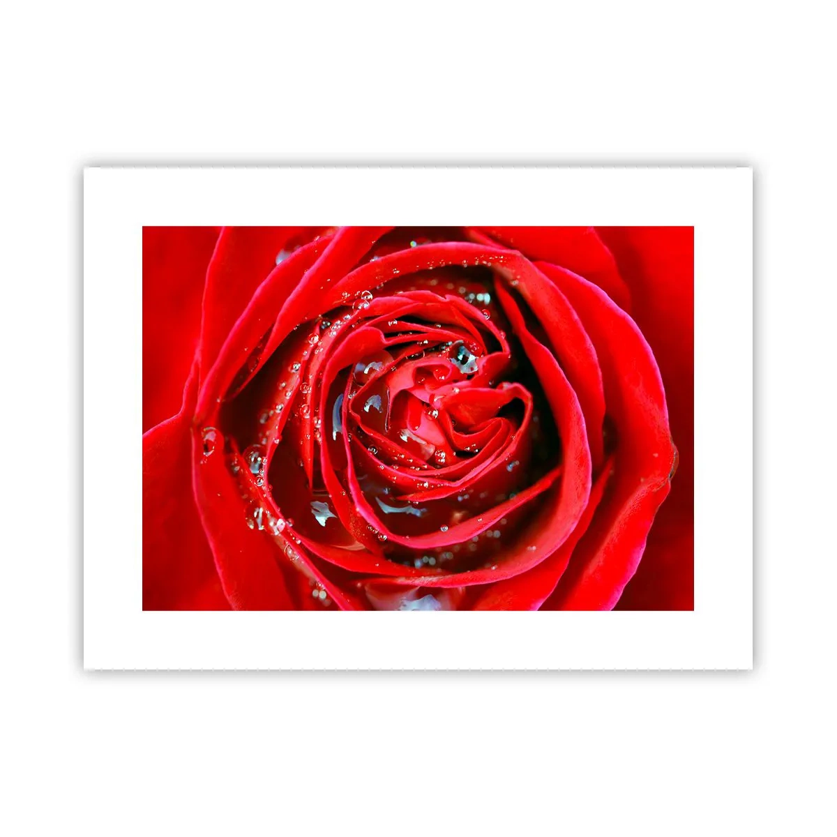 Plakat - W kroplach rosy - 40x30 cm