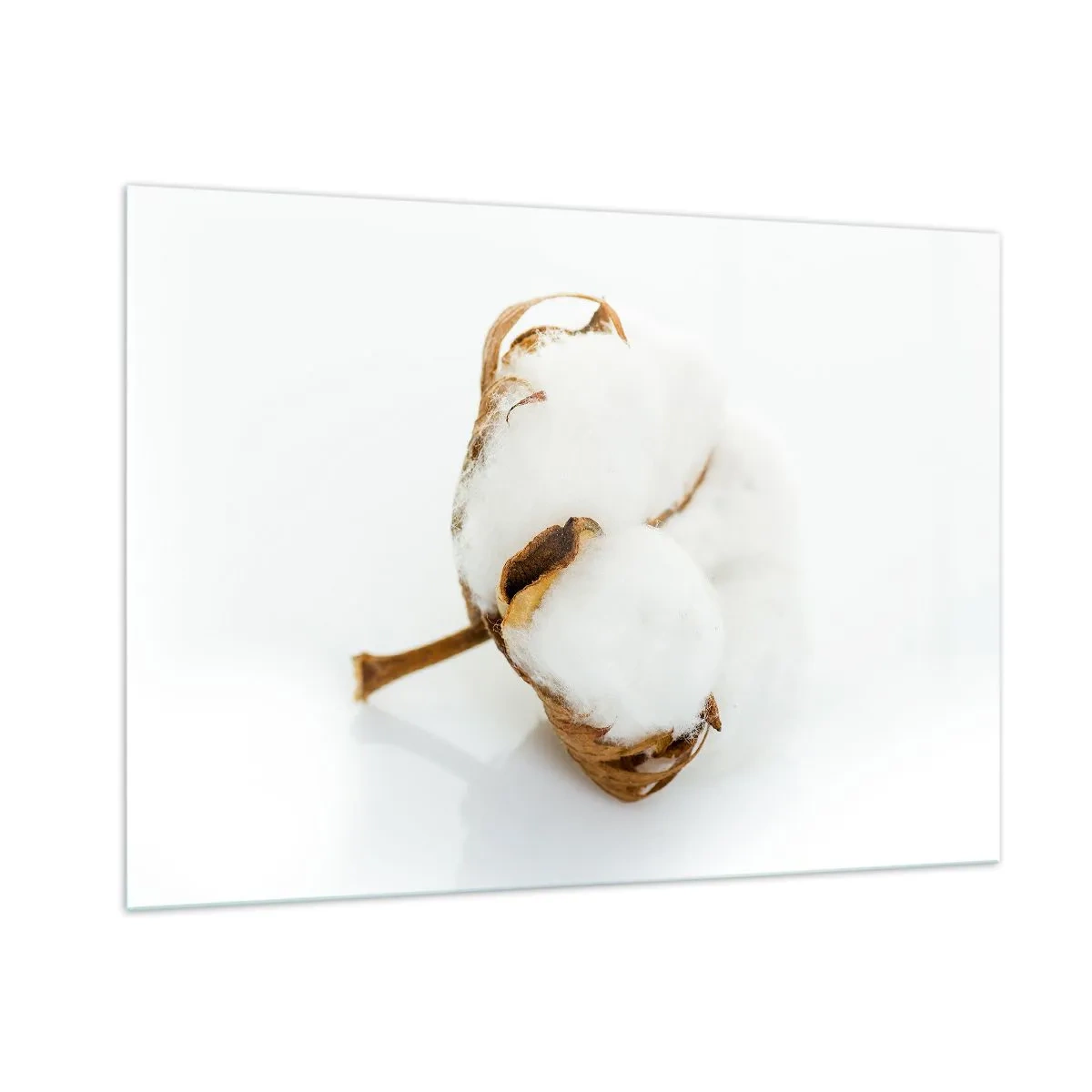 Obraz na szkle - Pojedynczy puchaty kwiat bawełny na białym tle - 100x70cm - Miękka z natury - Nowoczesna dekoracja ścienna do salonu, kuchni i sypialni ARTTOR