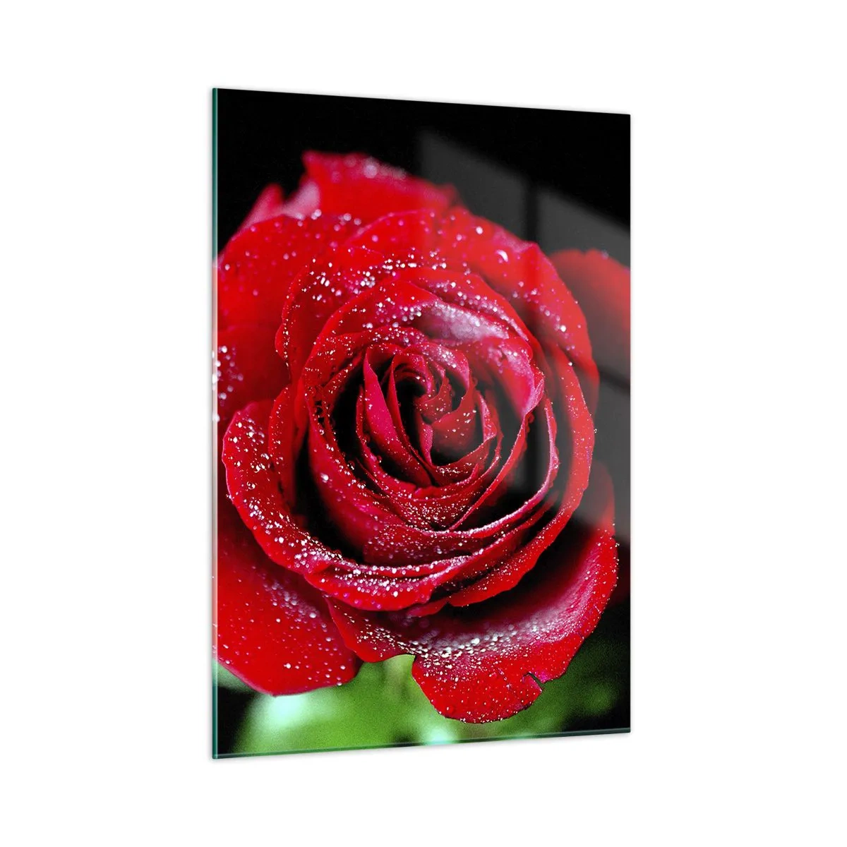 Obraz na szkle - Czerwona róża pokryta kroplami rosy na ciemnym tle - 50x70cm - To właśnie miłość - Nowoczesna dekoracja ścienna do salonu, kuchni i sypialni ARTTOR