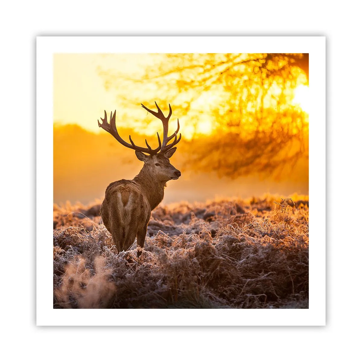 Plakat - Król jesiennego lasu - 60x60 cm