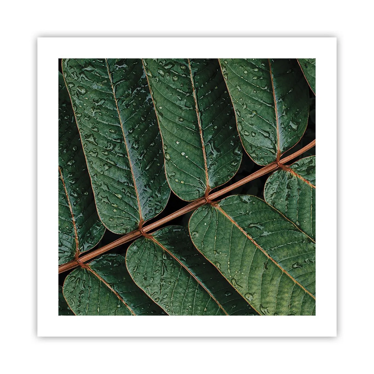 Plakat - W zielonym rytmie - 50x50 cm
