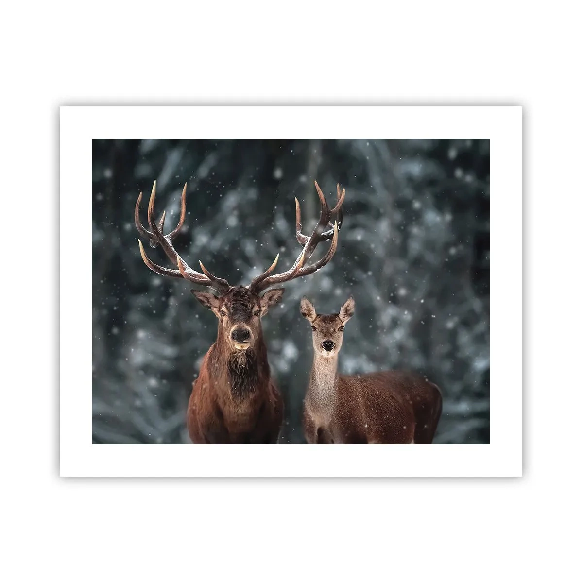 Plakat - Pan lasu z małżonką - 50x40 cm