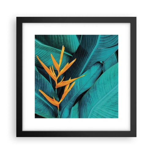 Plakat w czarnej ramie - Kwiat Edenu - 30x30 cm