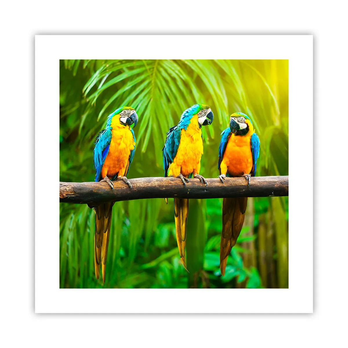 Plakat - A słyszałaś, że ona…? - 40x40 cm