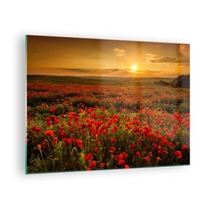 Obraz na szkle - Pole maków oświetlone promieniami zachodzącego słońca - 70x50cm - Wśród fali łąk szumiących, wśród kwiatów powodzi - Nowoczesna dekoracja ścienna do salonu i sypialni ARTTOR