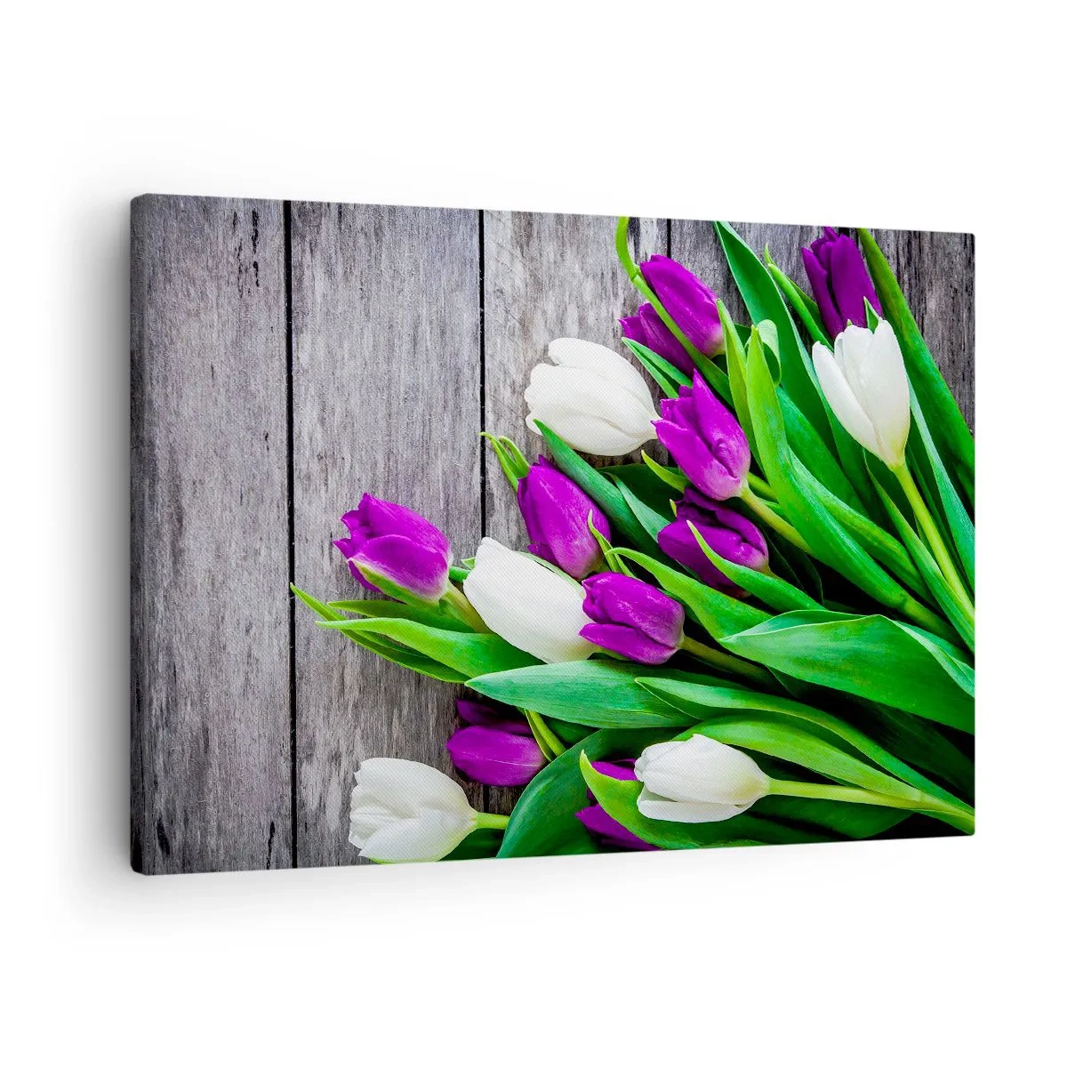 Obraz na płótnie - Bukiet fioletowych i białych tulipanów na drewnianym tle - 70x50cm - W dniu wiosennego święta - Nowoczesna dekoracja ścienna do salonu i sypialni ARTTOR