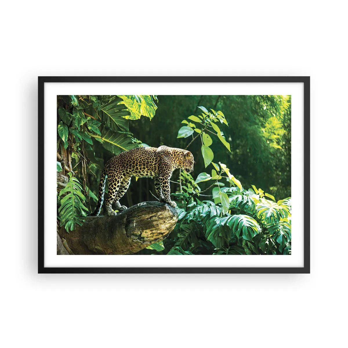 Plakat w czarnej ramie - Lampart stojący na skale otoczony tropikalną roślinnością - 70x50cm - Na łowy? - Nowoczesna dekoracja ścienna do salonu i sypialni ARTTOR