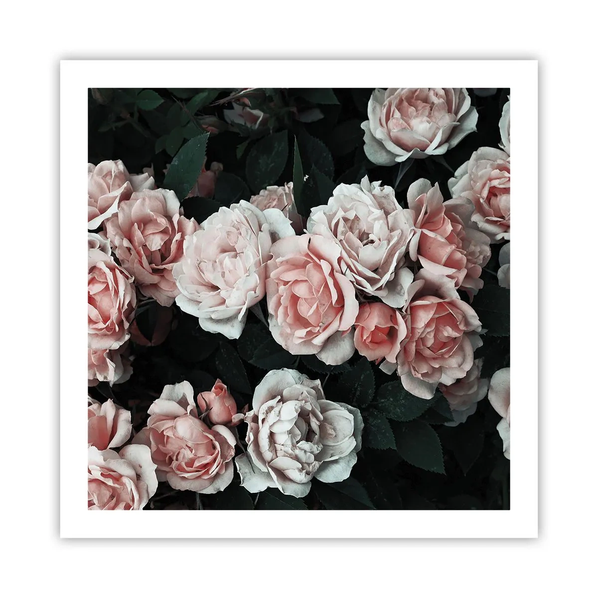 Plakat - Różany ansamble - 60x60 cm