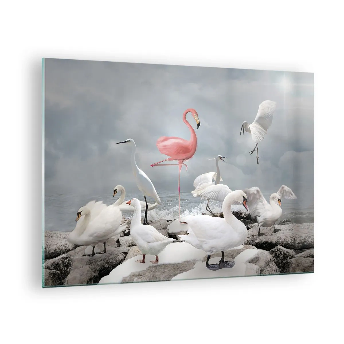 Obraz na szkle - Różowy flaming wśród białych łabędzi i czapli na tle wody - 70x50cm - Skąd się tu wziąłem? - Nowoczesna dekoracja ścienna do salonu i sypialni ARTTOR
