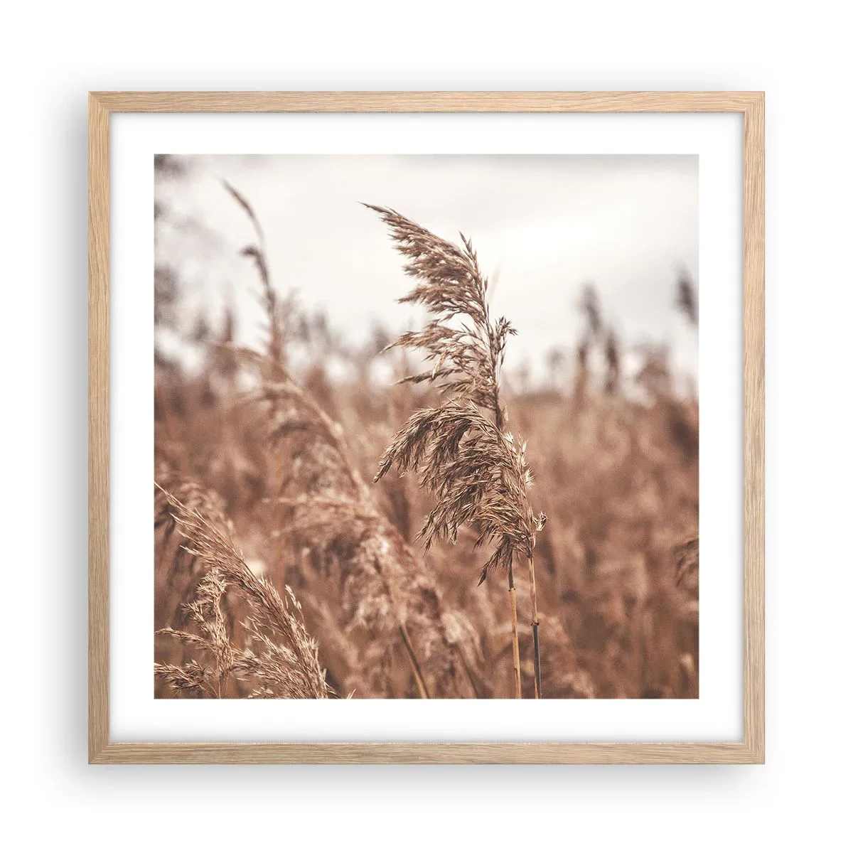 Plakat w ramie jasny dąb - Na polach już jesień - 50x50 cm