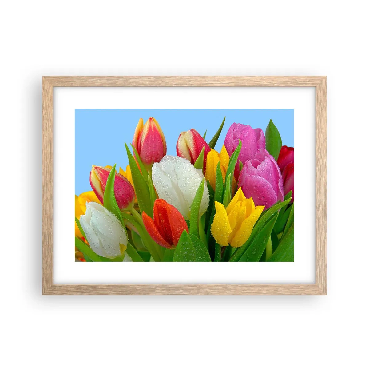 Plakat w ramie jasny dąb - Kwiatowa tęcza w kroplach rosy - 40x30 cm