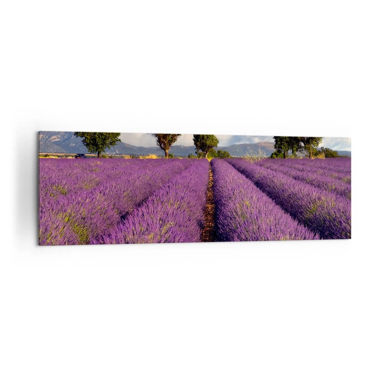 Obraz na płótnie - Pole lawendy z drzewami na tle gór i nieba - 160x50cm - Lawendowe łany - Nowoczesna dekoracja ścienna do salonu i sypialni ARTTOR