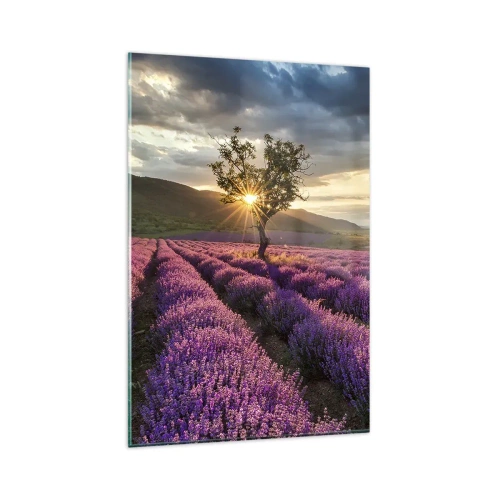 Obraz na szkle - Pole lawendy z samotnym drzewem o zachodzie słońca - 80x120cm - Aromat w kolorze lila - Nowoczesna dekoracja ścienna do salonu i sypialni ARTTOR