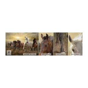 Fototapeta Próbka Premium Canvas - Niech żyje wolność! - Zwierzęta, Koń, Galop - 100x30 cm
