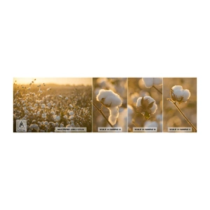 Fototapeta Próbka Samoprzylepna Deluxe Sticker - Puszyste pole - Pole Bawełny, Azja, Natura - 100x30 cm