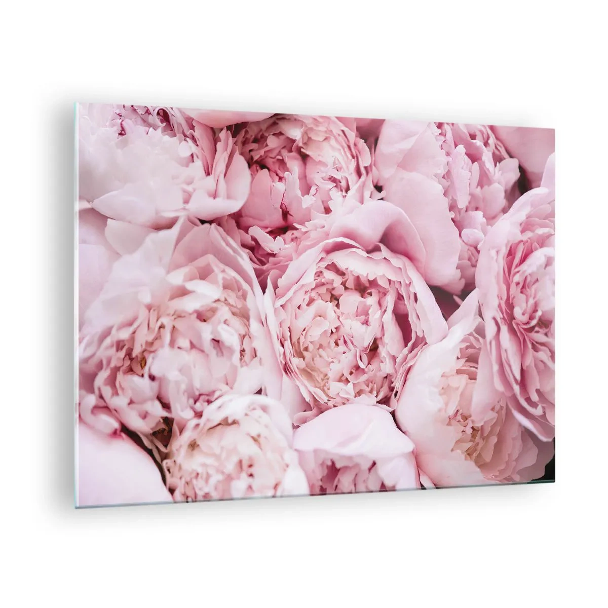 Obraz na szkle - Bukiet jasnoróżowych piwonii w zbliżeniu - 70x50cm - Przytulone i pachnące - Nowoczesna dekoracja ścienna do salonu i sypialni ARTTOR